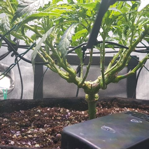 Jagoda growlog timeline photo