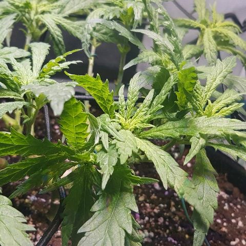 Jagoda growlog timeline photo