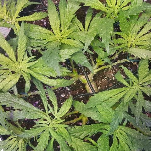 Jagoda growlog timeline photo