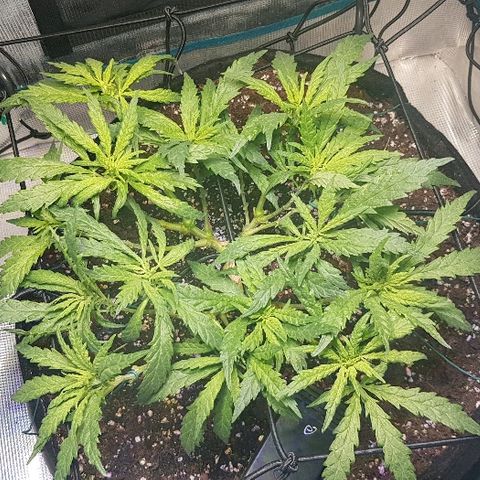 Jagoda growlog timeline photo