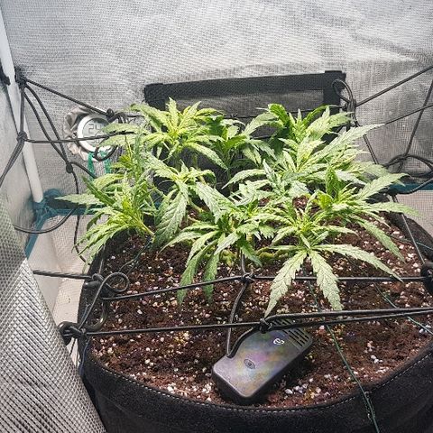Jagoda growlog timeline photo