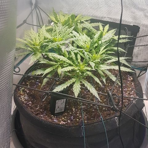 Jagoda growlog timeline photo