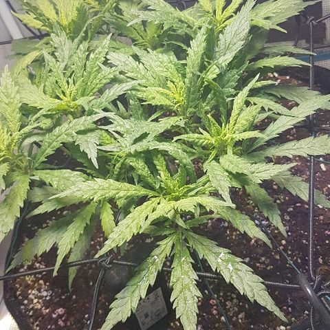 Jagoda growlog timeline photo