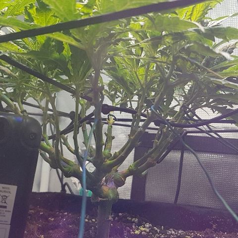 Jagoda growlog timeline photo