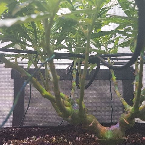 Jagoda growlog timeline photo
