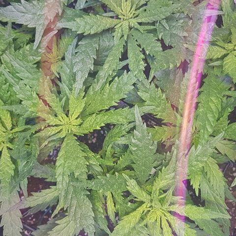 Jagoda growlog timeline photo