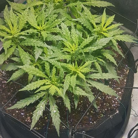 Jagoda growlog timeline photo