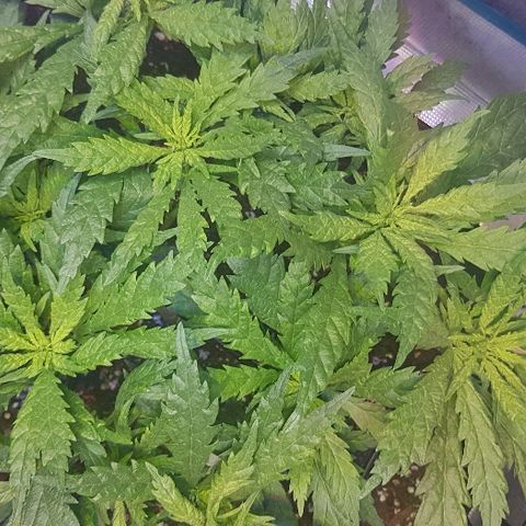 Jagoda growlog timeline photo