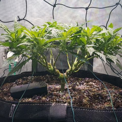 Jagoda growlog timeline photo