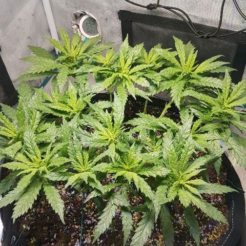 Jagoda growlog timeline photo