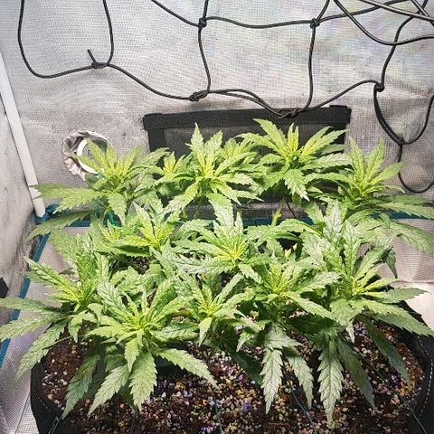 Jagoda growlog timeline photo
