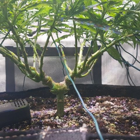 Jagoda growlog timeline photo