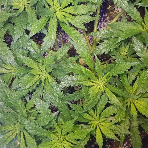 Jagoda growlog timeline photo