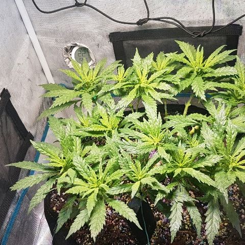Jagoda growlog timeline photo