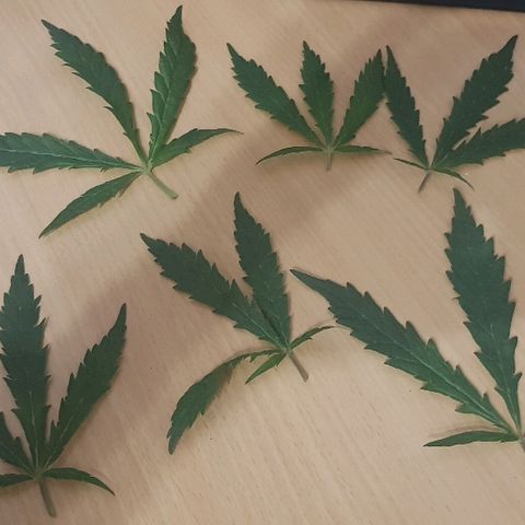 Jagoda growlog timeline photo