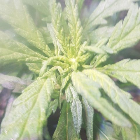 Jagoda growlog timeline photo