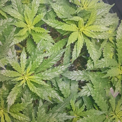 Jagoda growlog timeline photo
