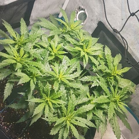 Jagoda growlog timeline photo