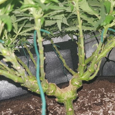 Jagoda growlog timeline photo
