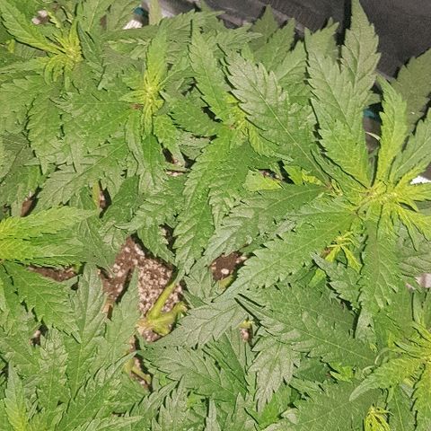 Jagoda growlog timeline photo