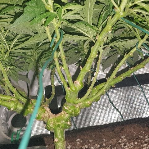 Jagoda growlog timeline photo