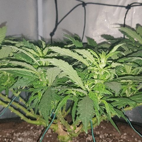 Jagoda growlog timeline photo