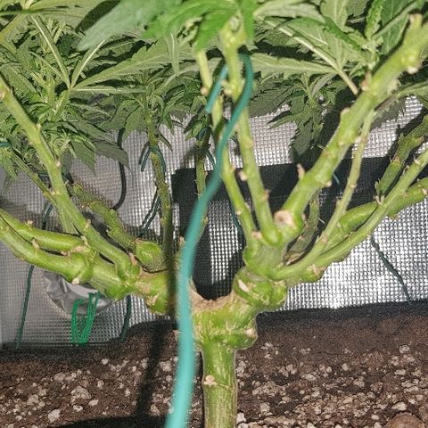 Jagoda growlog timeline photo