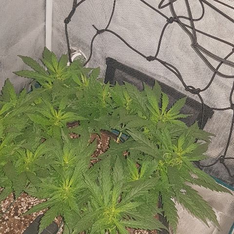 Jagoda growlog timeline photo
