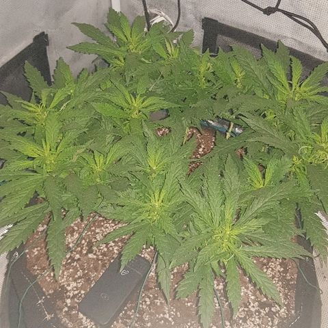 Jagoda growlog timeline photo