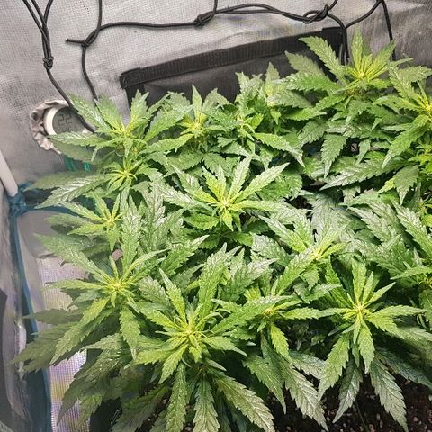 Jagoda growlog timeline photo