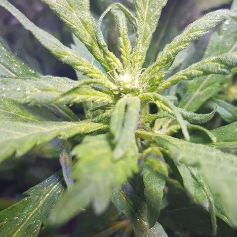 Jagoda growlog timeline photo