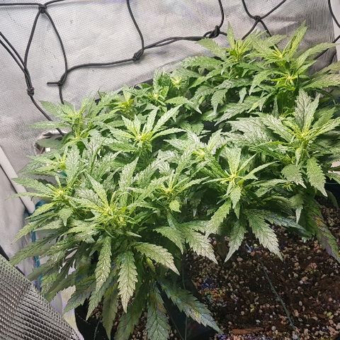 Jagoda growlog timeline photo