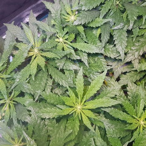 Jagoda growlog timeline photo