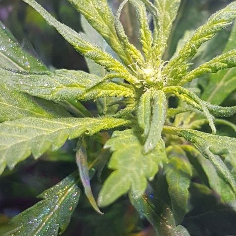Jagoda growlog timeline photo