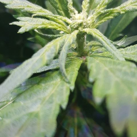 Jagoda growlog timeline photo