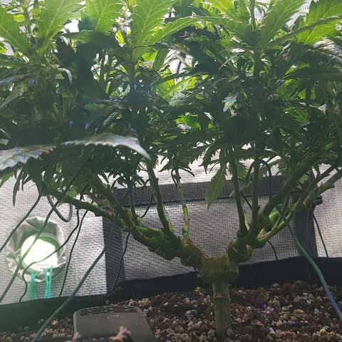 Jagoda growlog timeline photo
