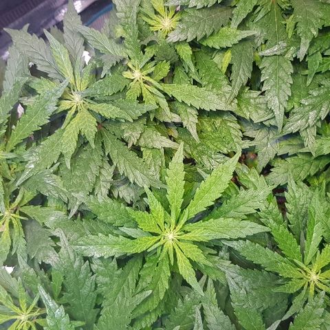 Jagoda growlog timeline photo