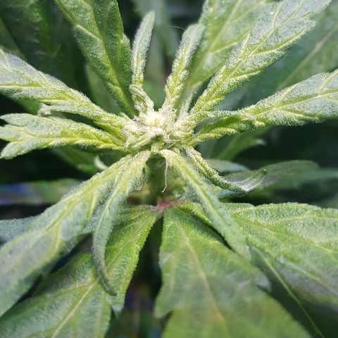 Jagoda growlog timeline photo