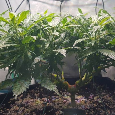 Jagoda growlog timeline photo