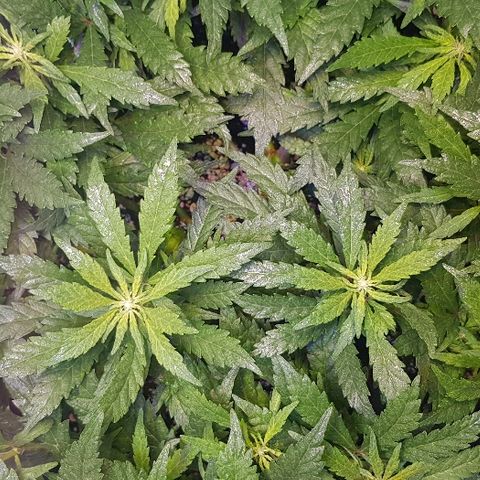 Jagoda growlog timeline photo