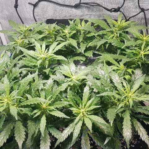 Jagoda growlog timeline photo