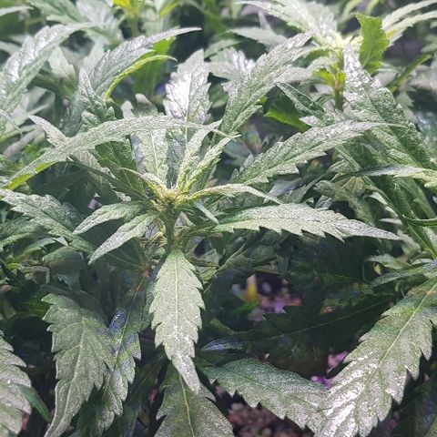 Jagoda growlog timeline photo