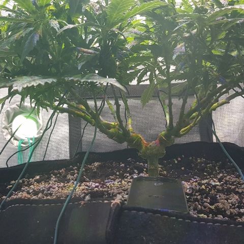 Jagoda growlog timeline photo