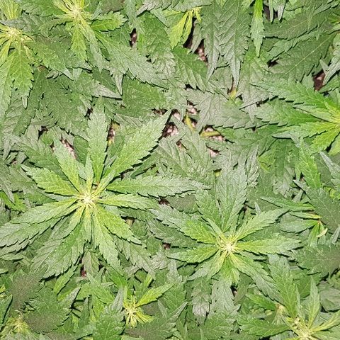 Jagoda growlog timeline photo