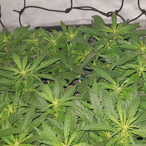 Jagoda growlog timeline photo