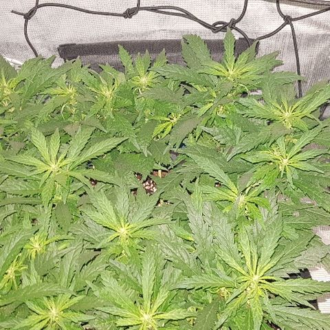 Jagoda growlog timeline photo