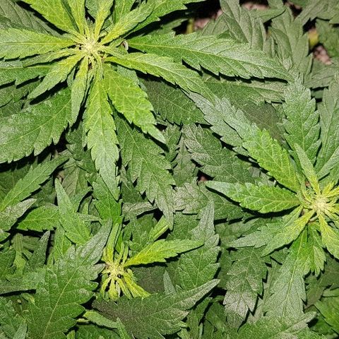 Jagoda growlog timeline photo