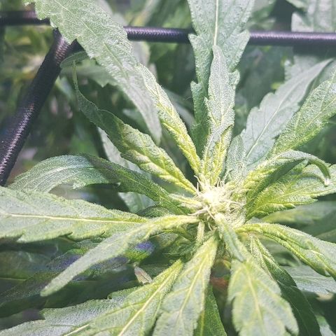 Jagoda growlog timeline photo
