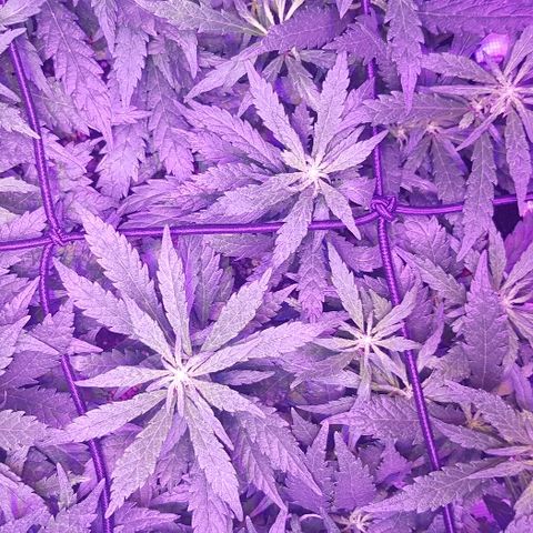 Jagoda growlog timeline photo
