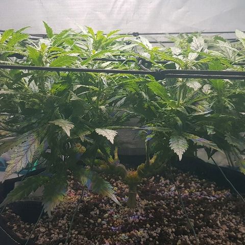 Jagoda growlog timeline photo